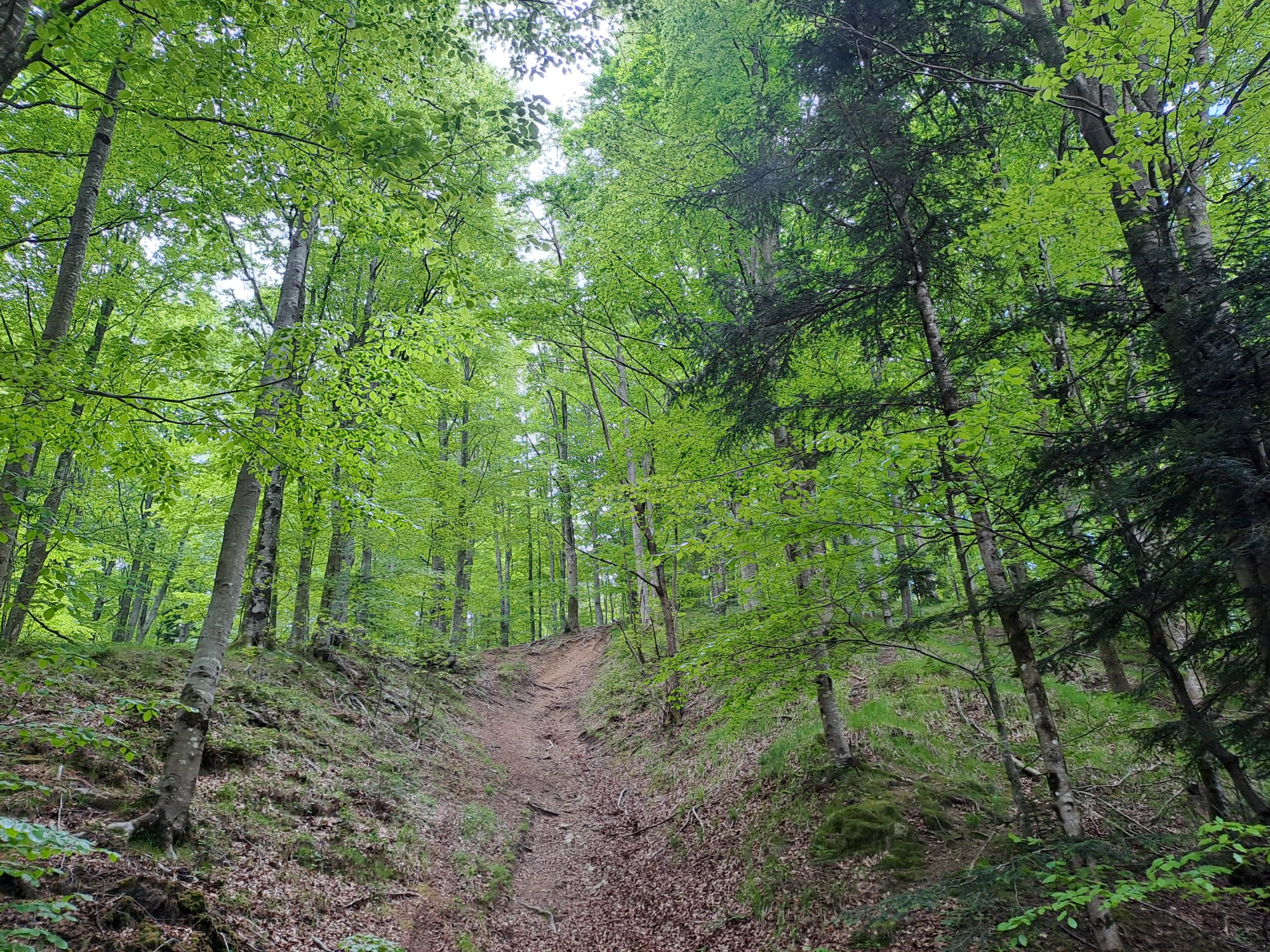 Immagine 00 Terapia forestale