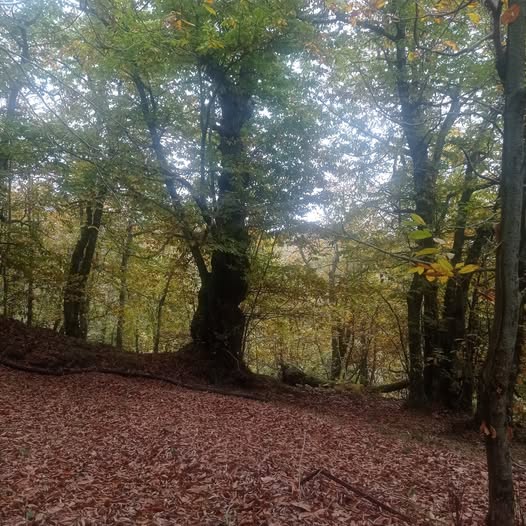 Castagneti da frutto