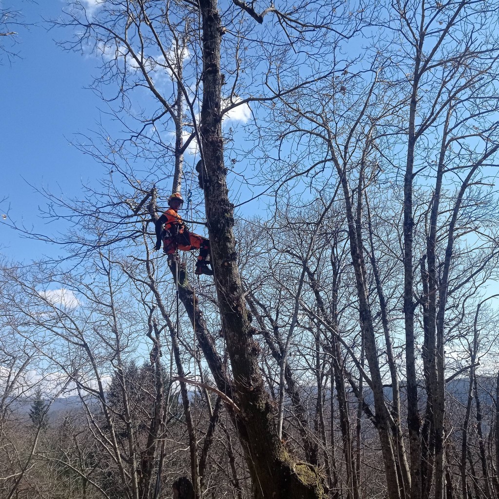 immagine castagneti da frutto